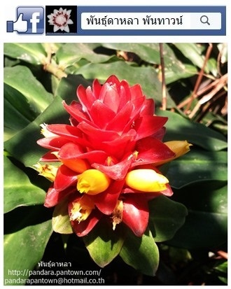 Costus barbatus | พันธุ์ดาหลา - เมืองเชียงใหม่ เชียงใหม่