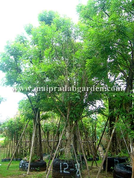 แคนา | ร้านไม้ประดับการ์เด้น - เมืองปราจีนบุรี ปราจีนบุรี