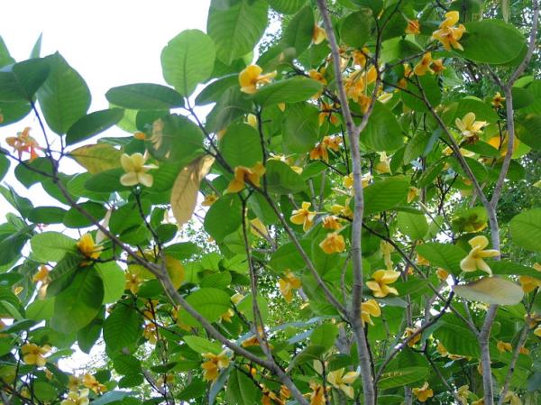 ต้นคำมอกหลวง | ลพบุรีไม้ล้อม/บ่อแก้วพันธุ์ไม้ - เมืองลพบุรี ลพบุรี