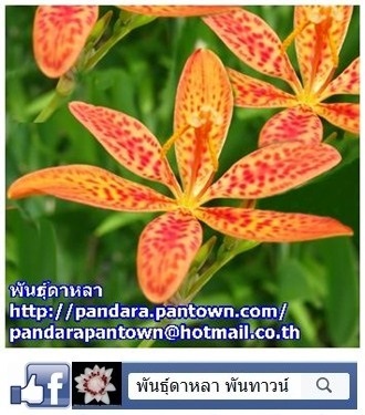 Black Berry Lily | พันธุ์ดาหลา - เมืองเชียงใหม่ เชียงใหม่