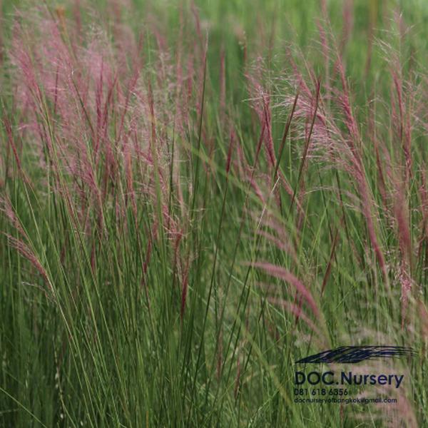 หญ้าสีชมพู หญ้ามูลี่ย์  | ด็อค เนอร์สเซอรี่ -  กรุงเทพมหานคร