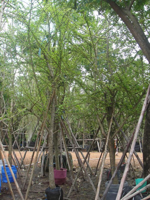 น้ำเต้าต้น5" | สวนทวี - เมืองปราจีนบุรี ปราจีนบุรี
