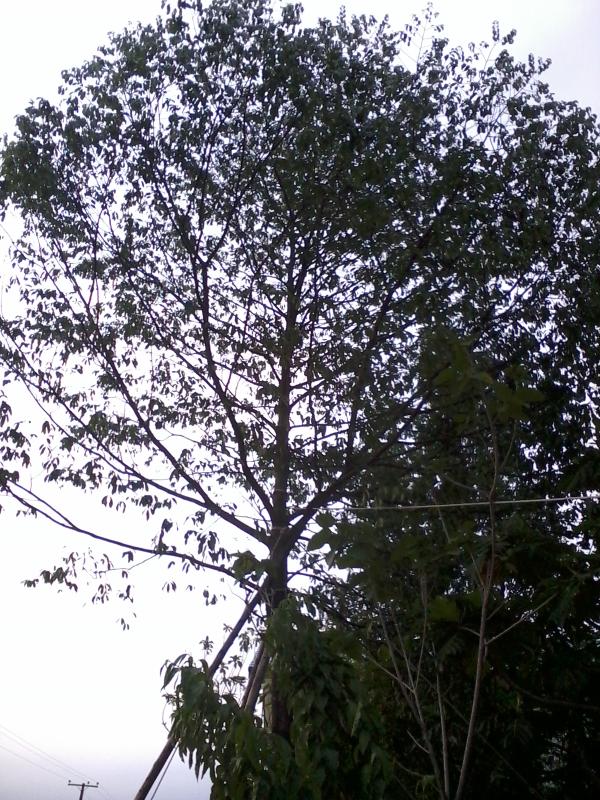 ต้นอินจัน | พรรณยากรณ์ พันธ์ไม้ -  ปราจีนบุรี