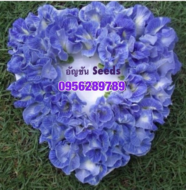 จำหน่ายเมล็ดพันธุ์ดอกอัญชันสีฟ้าดอกซ้อน,อัญชัน | อัญชัน seeds - สวนหลวง กรุงเทพมหานคร