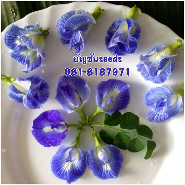 เมล็ดพันธุ์ดอกอัญชันสีน้ำเงินดอกลา | อัญชัน seeds - สวนหลวง กรุงเทพมหานคร