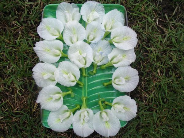 เมล็ดพันธุ์ดอกอัญชันสีขาวดอกลา | อัญชัน seeds - สวนหลวง กรุงเทพมหานคร