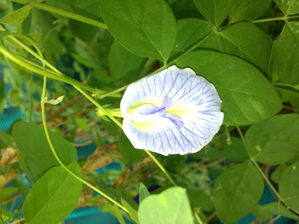 เมล็ดพันธุ์ดอกอัญชันสีฟ้าอ่อนดอกลา | อัญชัน seeds - สวนหลวง กรุงเทพมหานคร