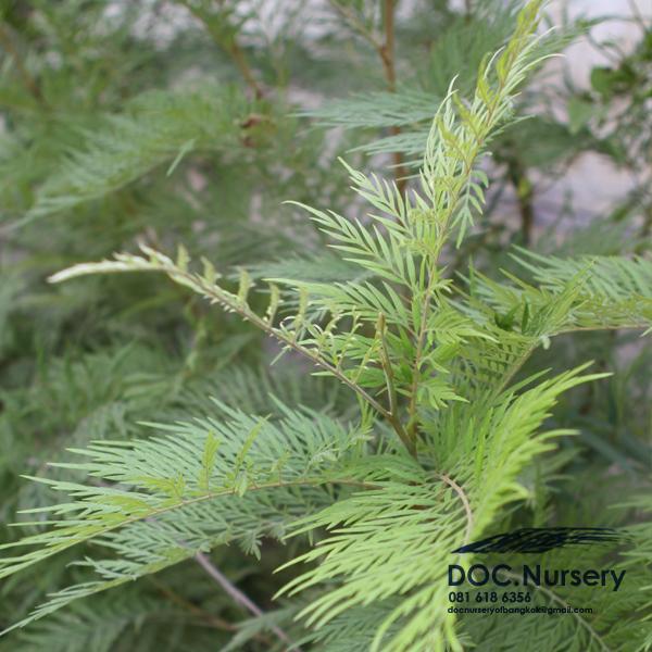 ซิลค์โอ๊ค Silk Oak , Grevillea robusta | ด็อค เนอร์สเซอรี่ -  กรุงเทพมหานคร