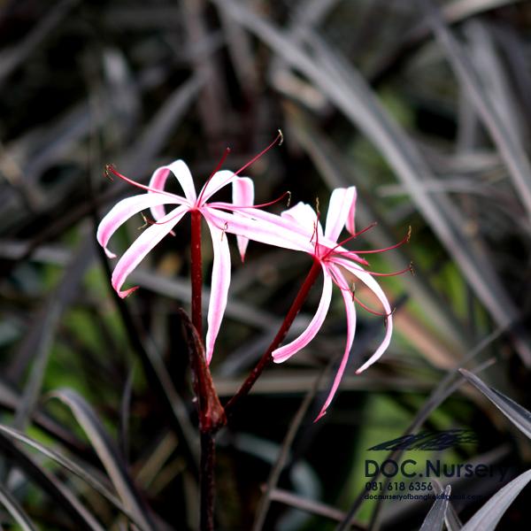 พลับพลึงดำ  Crinum x manehune ไม้จัดสวน | ด็อค เนอร์สเซอรี่ -  กรุงเทพมหานคร