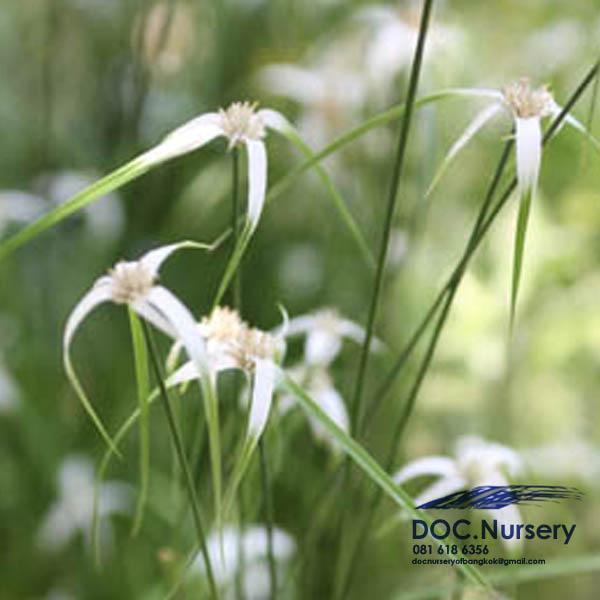 กกแก้ว Star sedges, Rhynchospora  ไม้น้ำ | ด็อค เนอร์สเซอรี่ -  กรุงเทพมหานคร