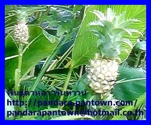 Ornamental Pineapple  | พันธุ์ดาหลา - เมืองเชียงใหม่ เชียงใหม่