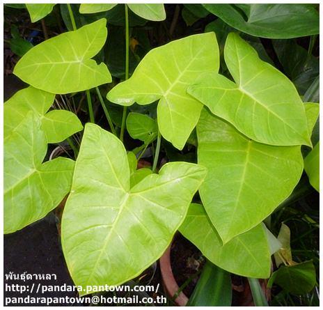  Xanthosoma aurea  Lime Zinger Taro | พันธุ์ดาหลา - เมืองเชียงใหม่ เชียงใหม่