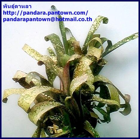 Billbergia Fantasia | พันธุ์ดาหลา - เมืองเชียงใหม่ เชียงใหม่