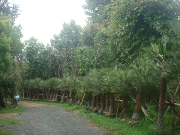 ต้น ปาล์มแวกฟซ์ | โชคปิติศักดิ์ไม้ประดับ - แม่ออน เชียงใหม่