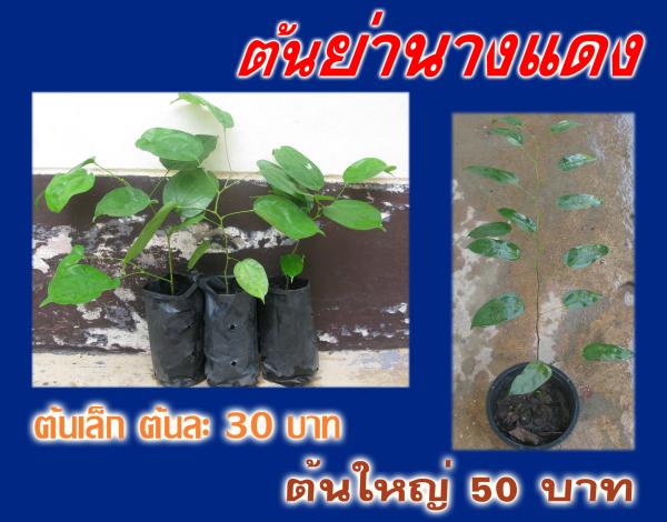 ย่านางแดง | ต้นรักษ์ ขอนแก่น -  ขอนแก่น