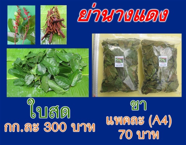 ย่านางแดง (ใบสด 300 บ./กก.) | ต้นรักษ์ ขอนแก่น -  ขอนแก่น