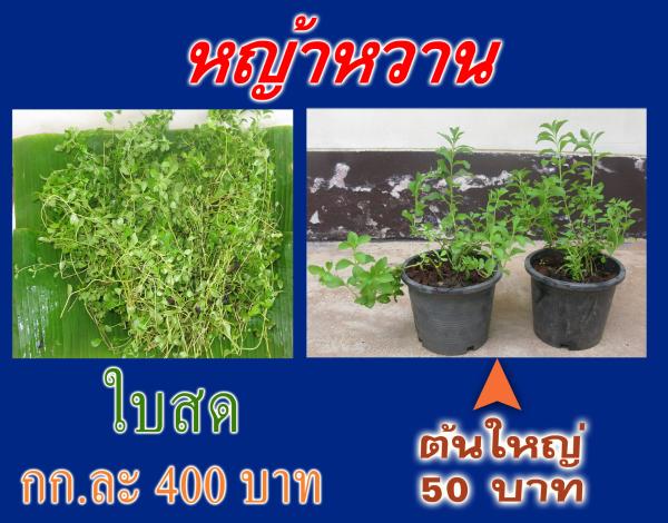 หญ้าหวาน (Stevia) | ต้นรักษ์ ขอนแก่น -  ขอนแก่น