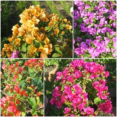 เฟื่องฟ้า  ( Bougainvilea)