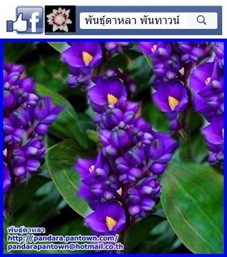 ขิงม่วง | พันธุ์ดาหลา - เมืองเชียงใหม่ เชียงใหม่