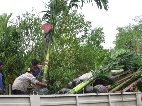 งานจัดส่งต้นไม้ | ประจวบพันธ์ไม้ - เมืองปราจีนบุรี ปราจีนบุรี