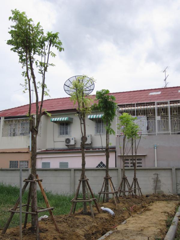 งานจัดสวนหย่อม จัดสวน ปลูกไม้ ปลูกต้นไม้ | ประจวบพันธ์ไม้ - เมืองปราจีนบุรี ปราจีนบุรี