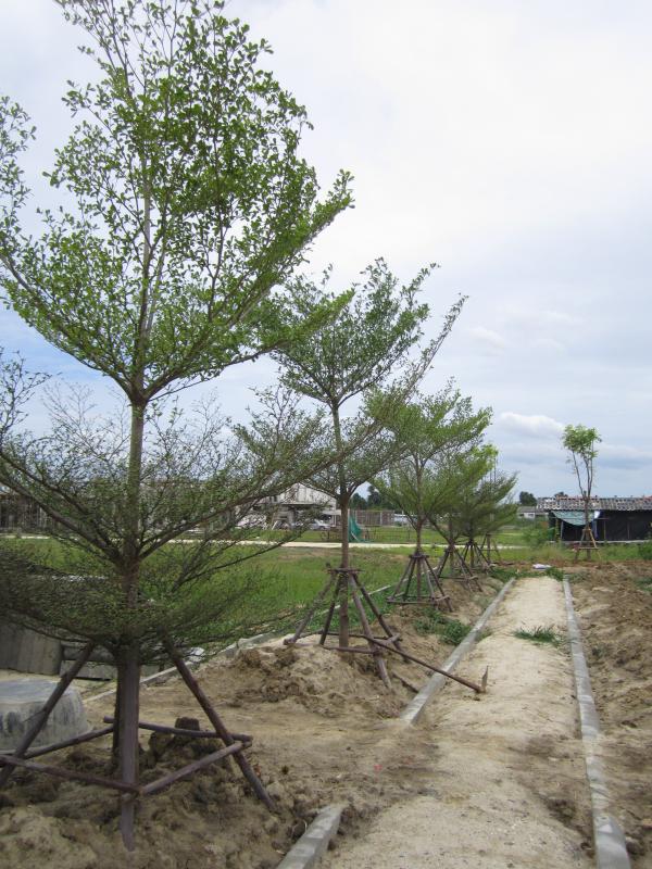 งานจัดสวนหย่อม จัดสวน ปลูกไม้ ปลูกต้นไม้ | ประจวบพันธ์ไม้ - เมืองปราจีนบุรี ปราจีนบุรี