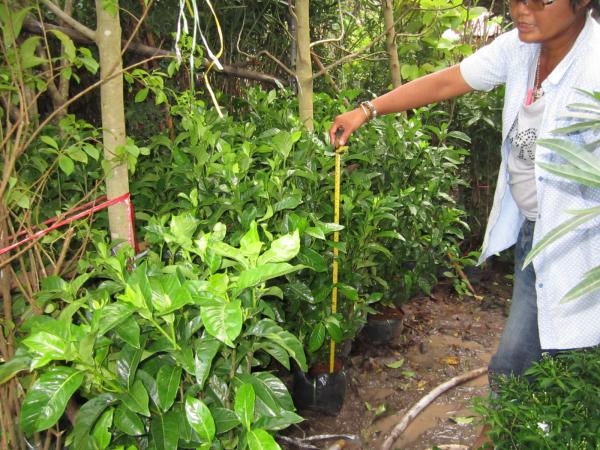 พุดซ้อนอิมผวา | ประจวบพันธ์ไม้ - เมืองปราจีนบุรี ปราจีนบุรี