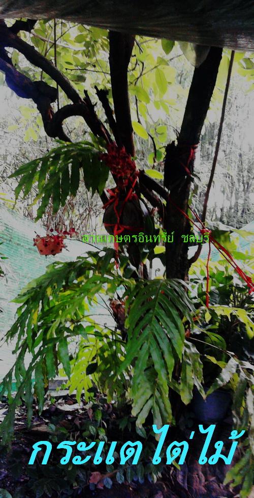 กระแตไต่ไม้(มีไว้ประโยชน์คุ้มมากมาย) | สวนเกษตรอินทรีย์ - พนัสนิคม ชลบุรี
