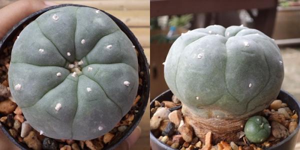 Lophophora | เต่าทองกระบองเพชร - บางเขน กรุงเทพมหานคร