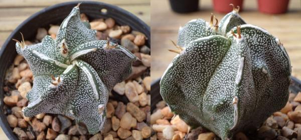 Astrophytum | เต่าทองกระบองเพชร - บางเขน กรุงเทพมหานคร