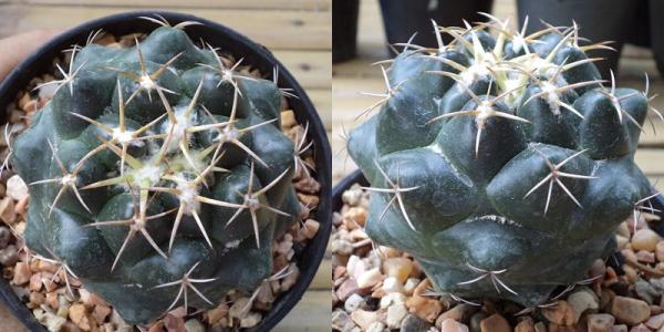 Coryphantha  | เต่าทองกระบองเพชร - บางเขน กรุงเทพมหานคร