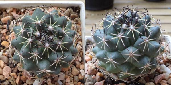 Coryphantha | เต่าทองกระบองเพชร - บางเขน กรุงเทพมหานคร