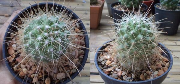 Mammillaria | เต่าทองกระบองเพชร - บางเขน กรุงเทพมหานคร