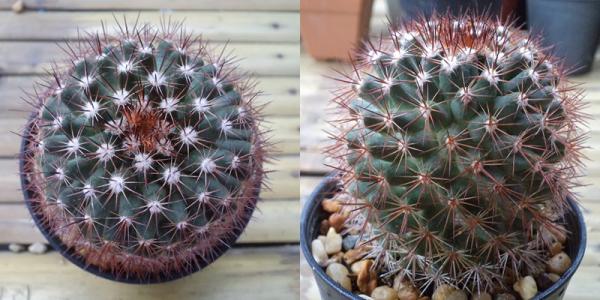 Mammillaria  | เต่าทองกระบองเพชร - บางเขน กรุงเทพมหานคร