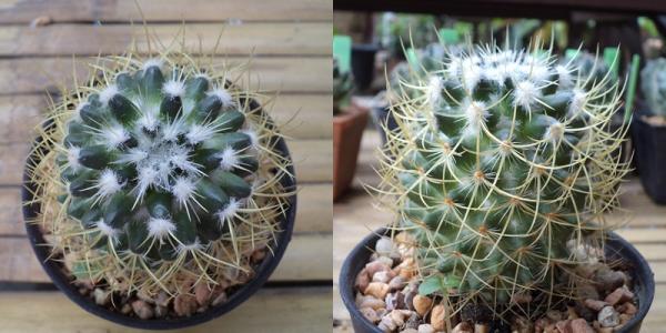 Mammillaria | เต่าทองกระบองเพชร - บางเขน กรุงเทพมหานคร