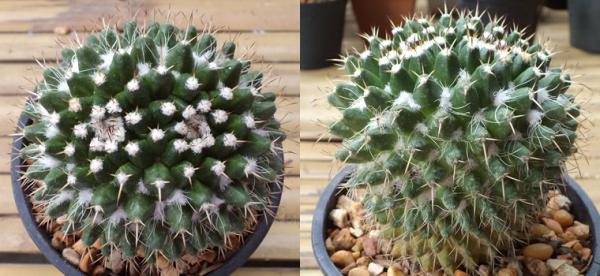 Mammillaria | เต่าทองกระบองเพชร - บางเขน กรุงเทพมหานคร