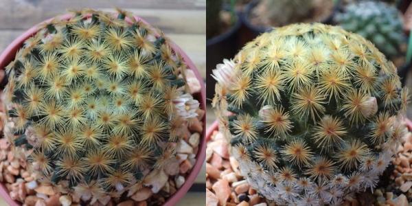 Mammillaria  | เต่าทองกระบองเพชร - บางเขน กรุงเทพมหานคร