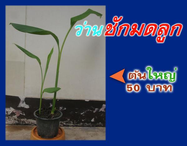 ว่านชักมดลูก (ตัวเมีย) | ต้นรักษ์ ขอนแก่น -  ขอนแก่น