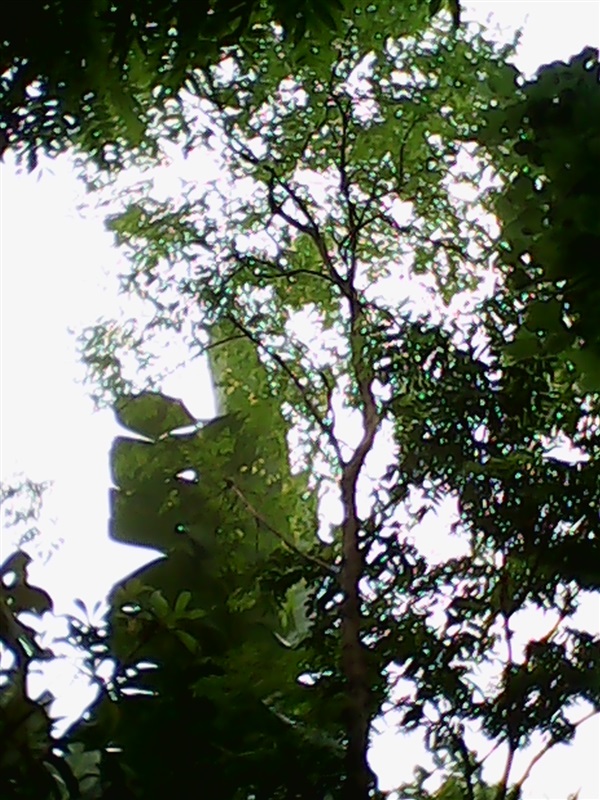 (ปลูกฟรี!) ต้นปีบเงินหรือปีบขาว | สวนไม้ไทย - บางบัวทอง นนทบุรี
