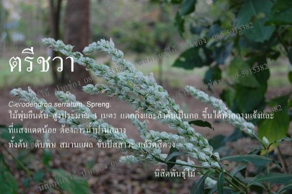 ตรีชวา | นิสิตพันธุ์ไม้ - ปากช่อง นครราชสีมา