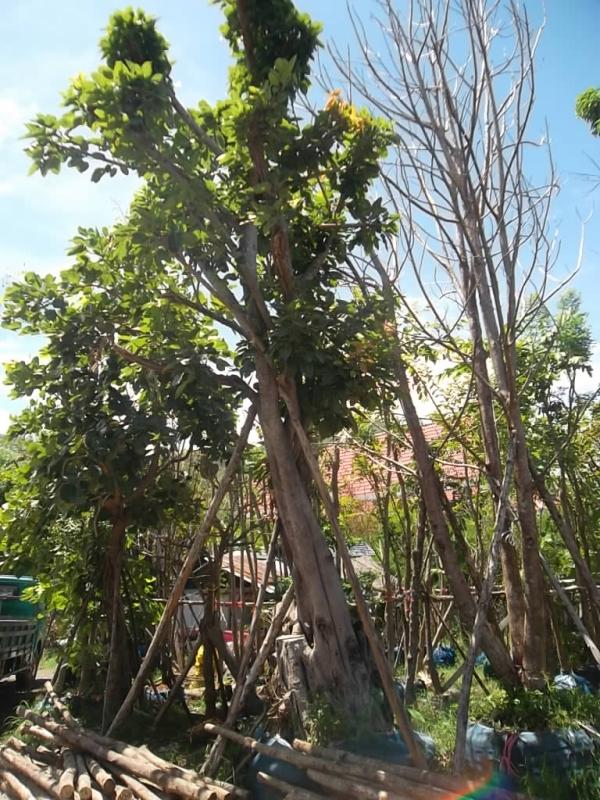 ต้นกร่าง | ลพบุรีไม้ล้อม/บ่อแก้วพันธุ์ไม้ - เมืองลพบุรี ลพบุรี