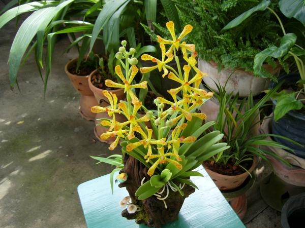 ดอกไม้ประดิษฐ์จากดินไทย(กล้วยไม้) | ป้าอร การ์เด้น  - ชัยบาดาล ลพบุรี