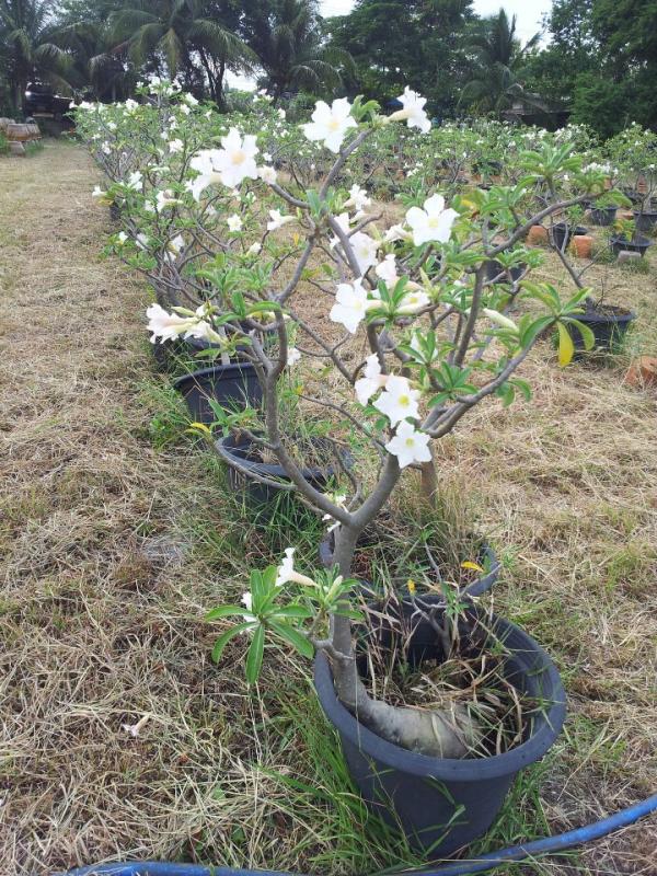 ชวนชมยักษ์ญี่ปุ่นดอกขาว | สวนคุณองอาจ - พัฒนานิคม ลพบุรี