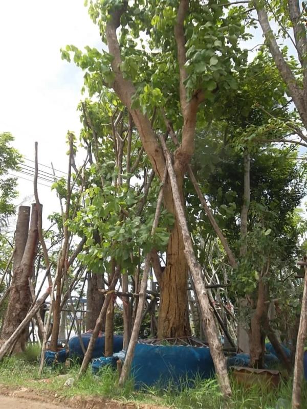 ต้นทองกวาว | ลพบุรีไม้ล้อม/บ่อแก้วพันธุ์ไม้ - เมืองลพบุรี ลพบุรี