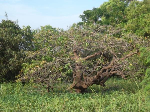 ต้นจิกน้ำ | ลพบุรีไม้ล้อม/บ่อแก้วพันธุ์ไม้ - เมืองลพบุรี ลพบุรี