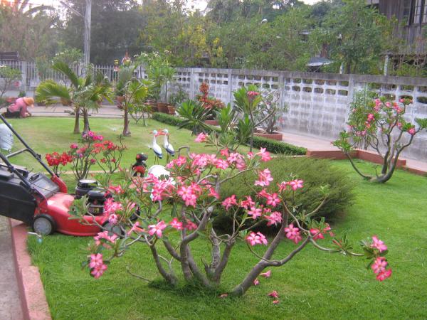 สวนหย่อม | สวนสุวิทย์พันธุ์ไม้ - เมืองอุบลราชธานี อุบลราชธานี