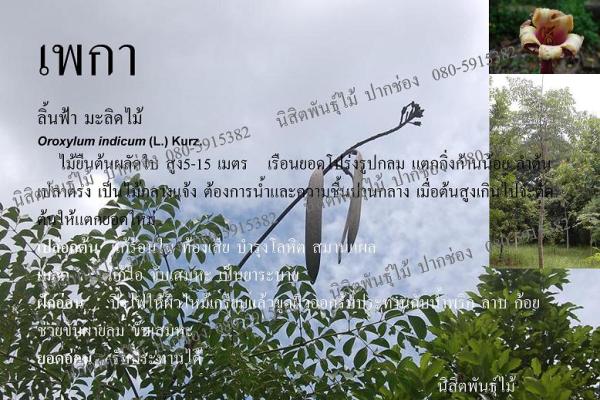 เพกา