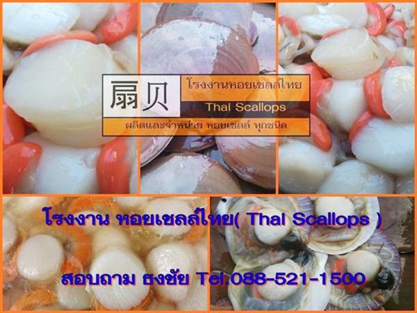 ขายหอยเชลล์ ( ผลิตพร้อมจำหน่าย )อาหารทะเ | โรงงานกุ้งแห้ง - ดอนสัก สุราษฎร์ธานี