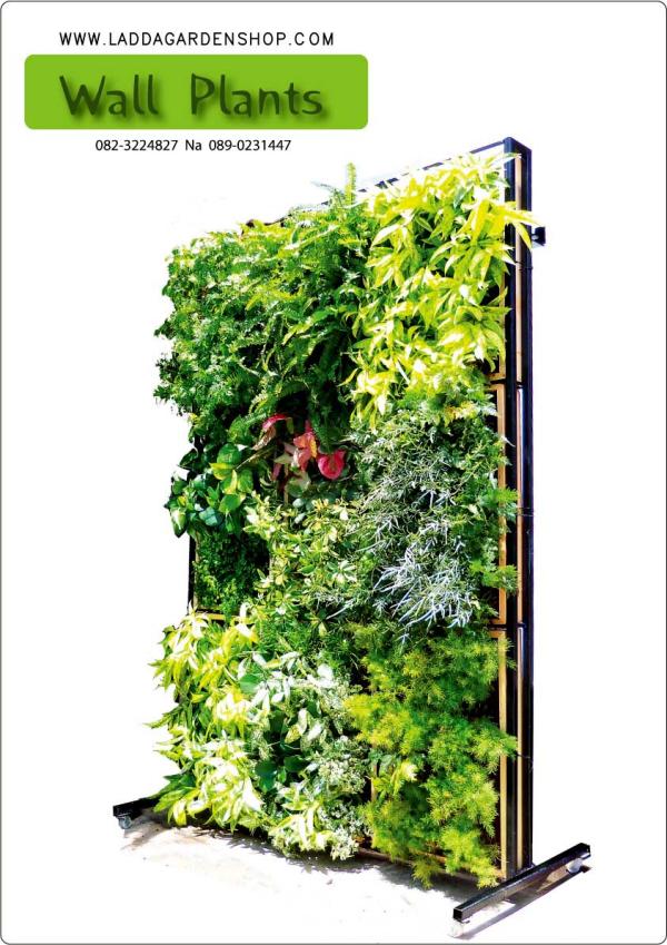 สวนแนวตั้งสำเร็จรูป  vertical plants  | laddagarden - ลาดหลุมแก้ว ปทุมธานี