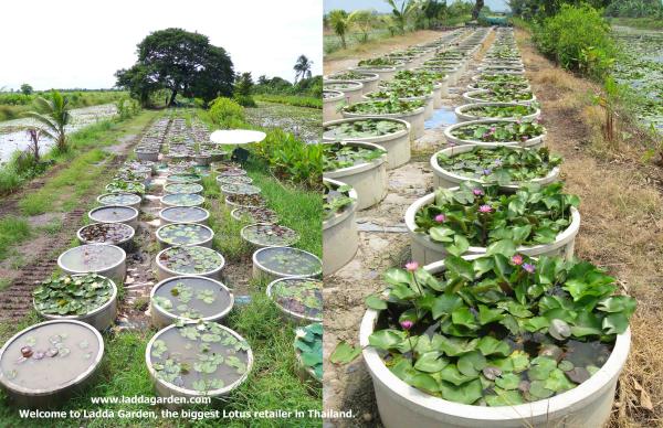 แหล่งซื้อบัวต้องที่นี้ สวนบัวลัดดา | laddagarden - ลาดหลุมแก้ว ปทุมธานี